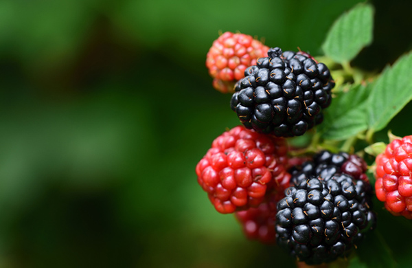 Photo of Blackberries