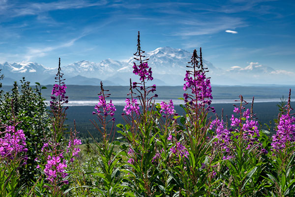 Landscape Photo Featuring Alaska Fireweed