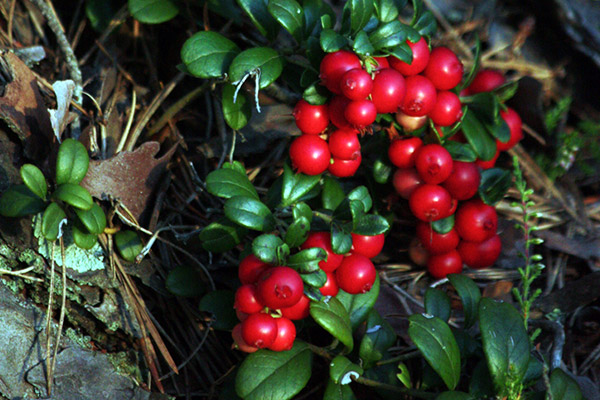 Photo of Lingonberries