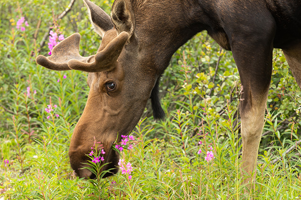 Photo Featuring Alaskan Moose