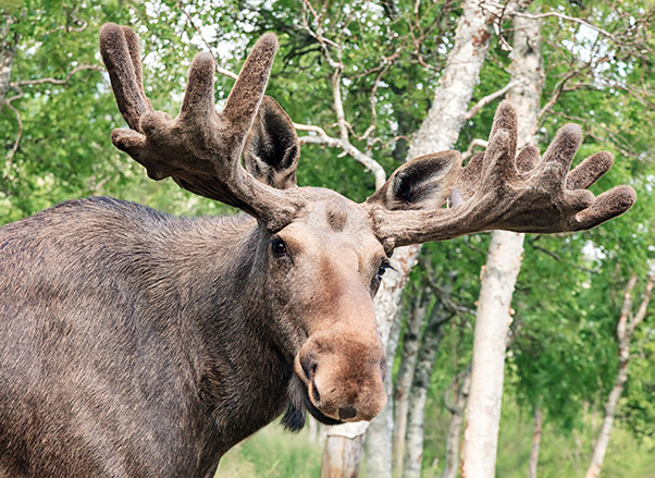 Photo Featuring Alaskan Moose
