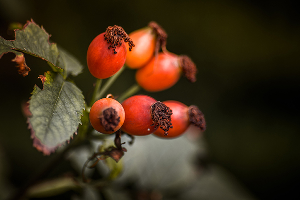 Photo of Rose Hips