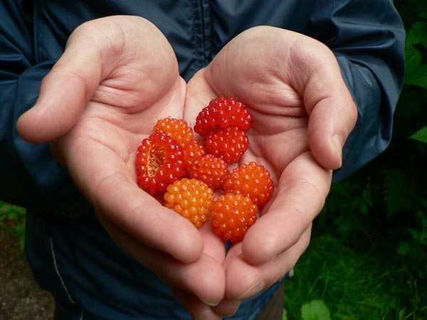 A closeup of cupped hands holding wild salmonberries
