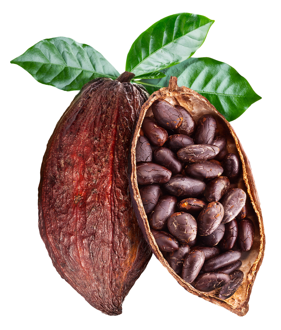 Cacoa Beans & Open Cacoa Pod on a white background