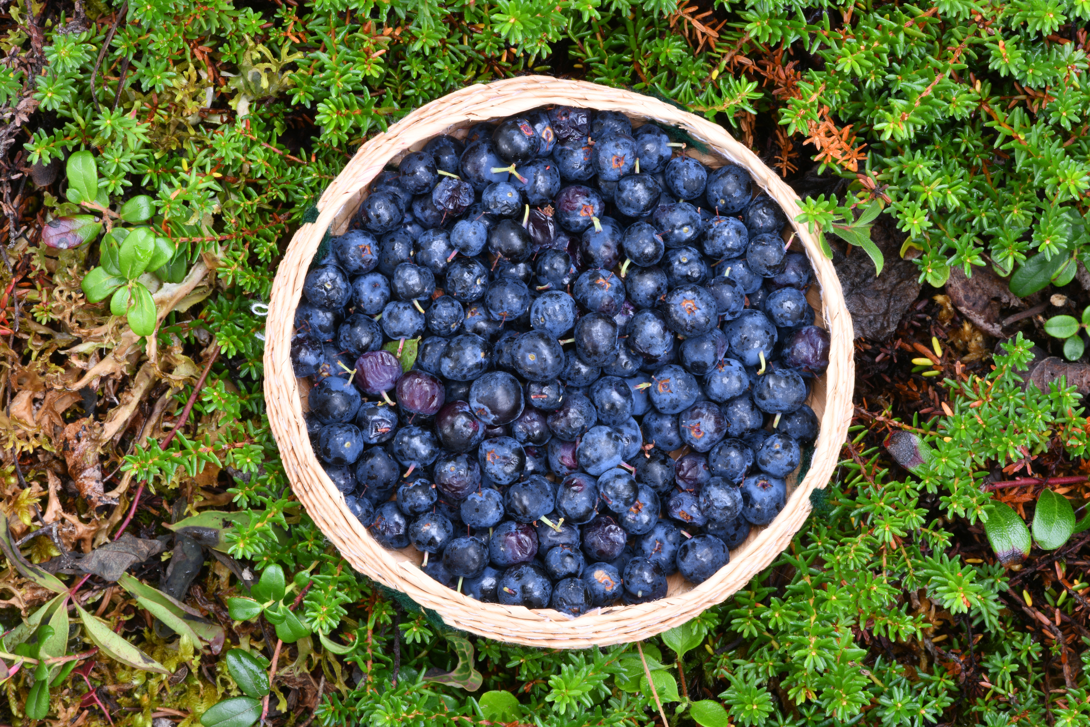 Wild Alaskan blueberries in a basket